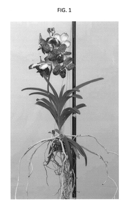 Figure 1 of US plant patent PP29660, the photograph of SPCDW1603 printed in the patent.
