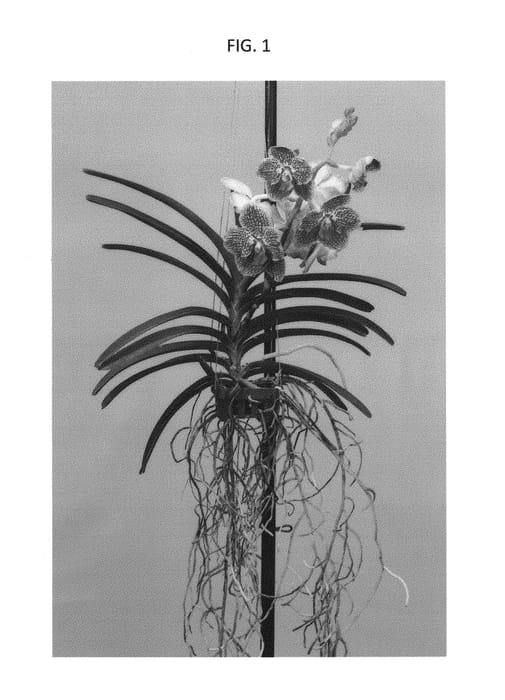 Figure 1 of US plant patent PP29661, the photograph of SPCDW1524 printed in the patent.
