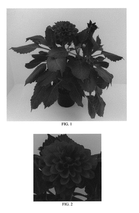 Figure 1 of US plant patent PP29662, the photograph of Baldenrek printed in the patent.
