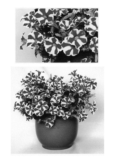 Figure 1 of US plant patent PP29663, the photograph of BBTUN91601 printed in the patent.