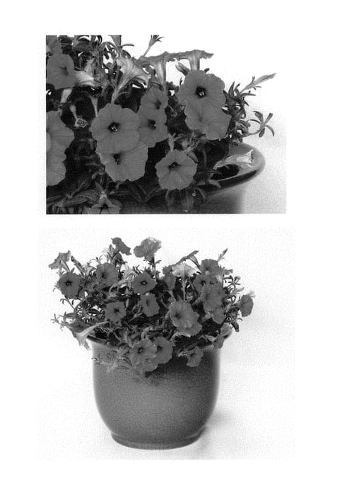 Figure 1 of US plant patent PP29664, the photograph of USTUN2401M printed in the patent.
