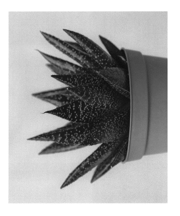 Figure 1 of US plant patent PP29665, the photograph of D Due printed in the patent.