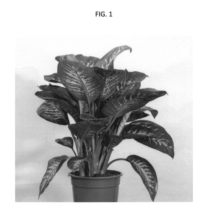 Figure 1 of US plant patent PP29666, the photograph of REEVA printed in the patent.