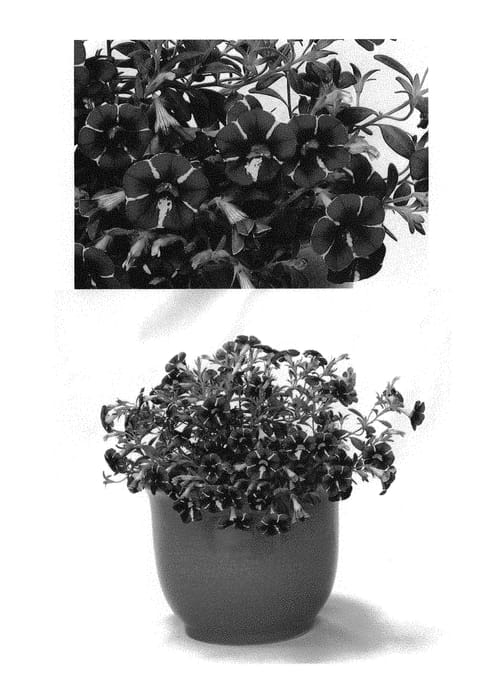 Figure 1 of US plant patent PP29667, the photograph of USCAL69404 printed in the patent.