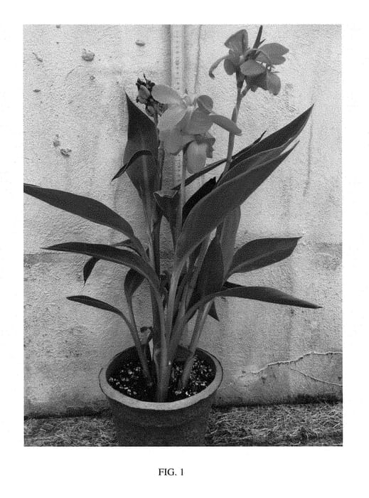 Figure 1 of US plant patent PP29668, the photograph of Longwood Simply Salmon printed in the patent.