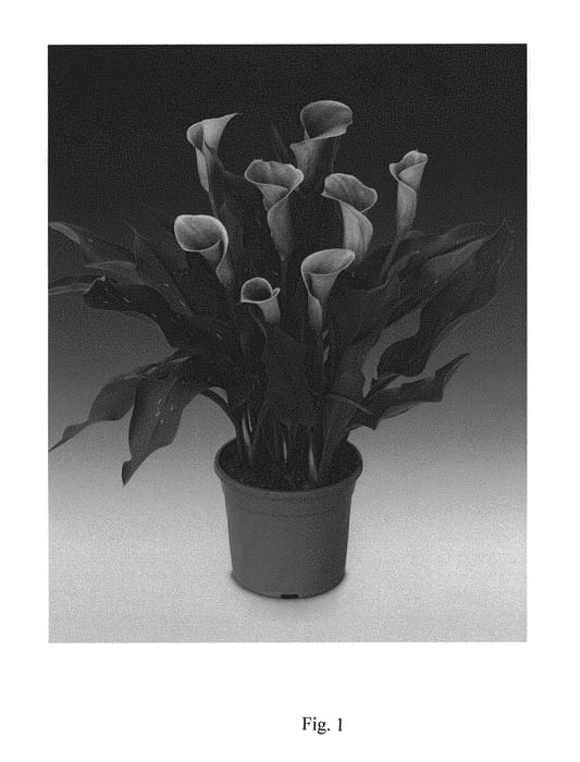 Figure 1 of US plant patent PP29669, the photograph of Airbrush printed in the patent.