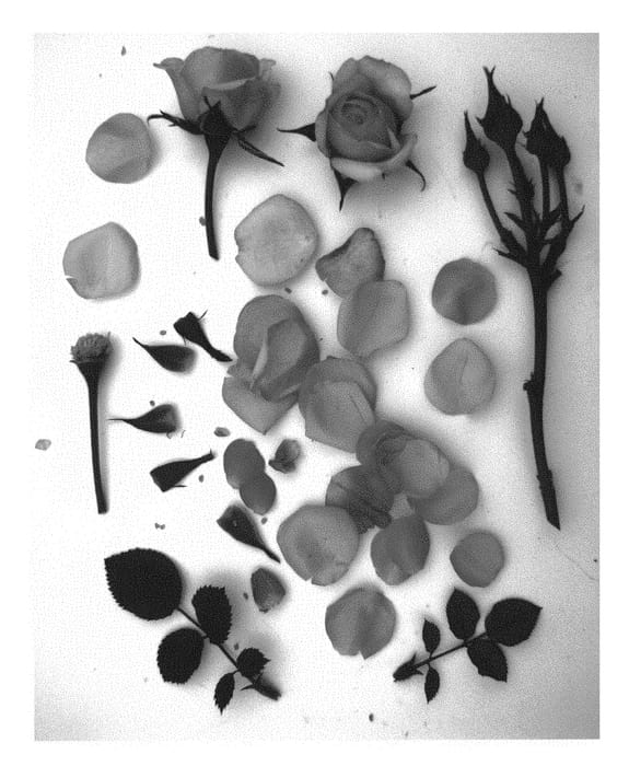 Figure 1 of US plant patent PP29670, the photograph of Poulpar101 printed in the patent.