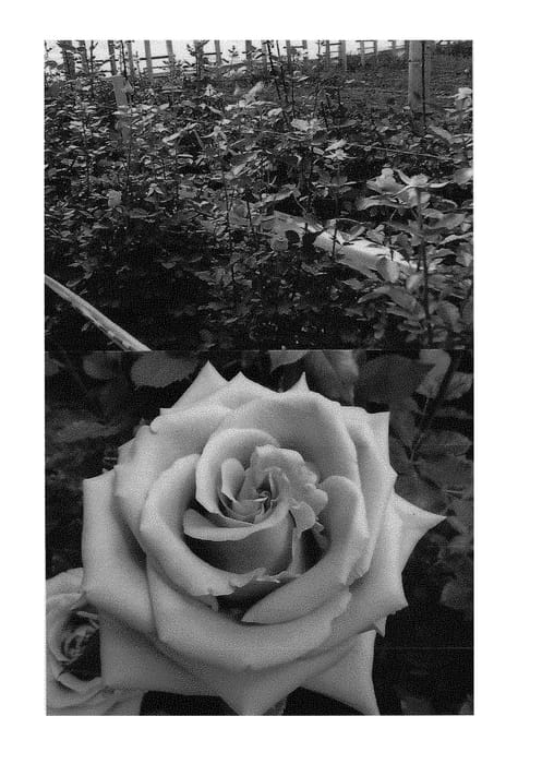 Figure 1 of US plant patent PP29671, the photograph of FLORI 1301 printed in the patent.