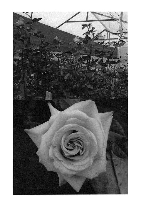 Figure 1 of US plant patent PP29672, the photograph of FLORI 3701 printed in the patent.