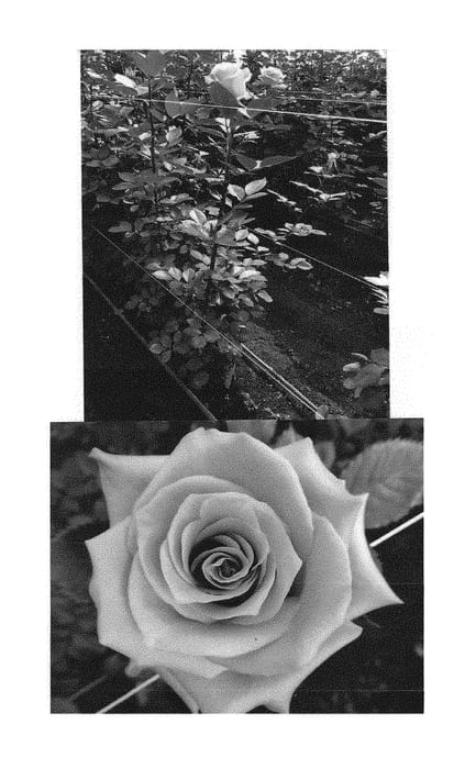 Figure 1 of US plant patent PP29673, the photograph of FLORI 6101 printed in the patent.