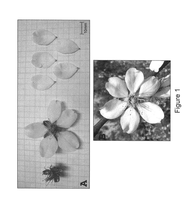 Figure 1 of US plant patent PP29674, the photograph of CAPELLA printed in the patent.