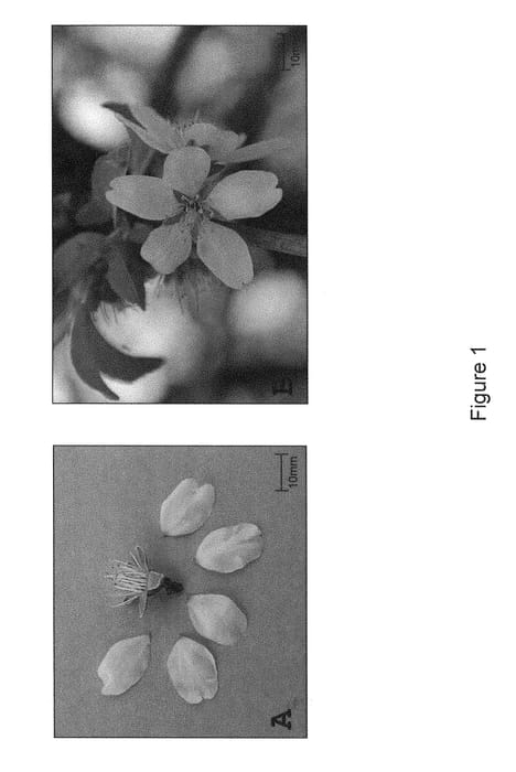 Figure 1 of US plant patent PP29675, the photograph of MIRA printed in the patent.