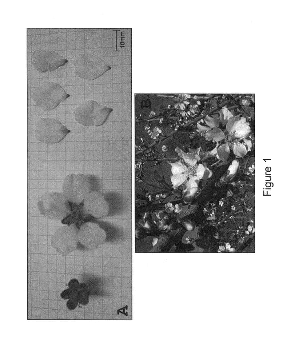 Figure 1 of US plant patent PP29676, the photograph of CARINA printed in the patent.
