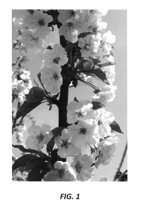 Figure 1 of US plant patent PP29677, the photograph of PA6UNIBO printed in the patent.