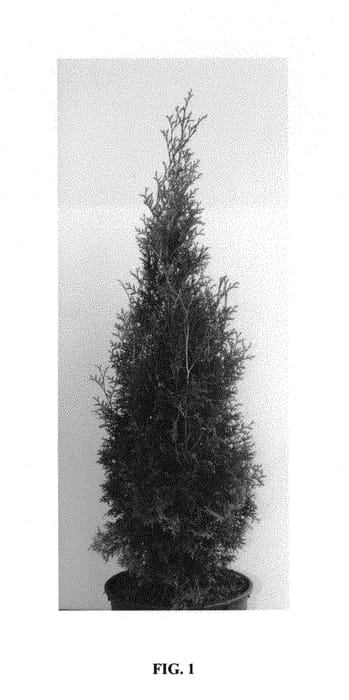 Figure 1 of US plant patent PP29678, the photograph of King of Brabant printed in the patent.