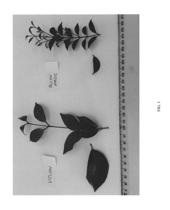 Figure 1 of US plant patent PP29679, the photograph of VICLOW printed in the patent.