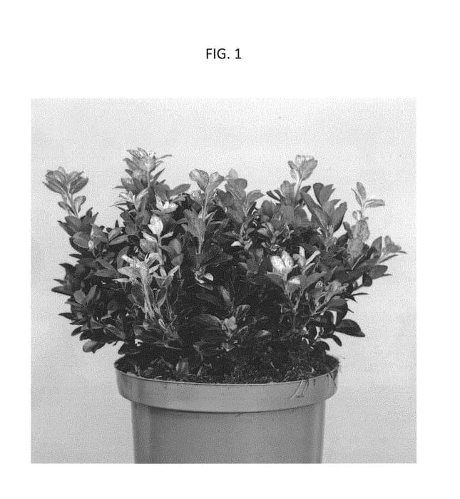 Figure 1 of US plant patent PP29680, the photograph of HEESMIK printed in the patent.