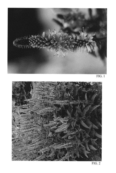Figure 1 of US plant patent PP29681, the photograph of Pink Potion printed in the patent.