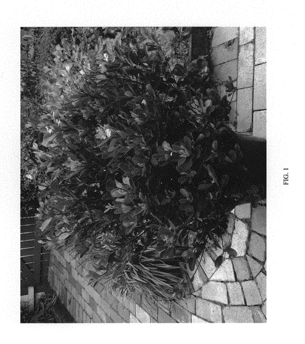 Figure 1 of US plant patent PP29682, the photograph of PC2 printed in the patent.