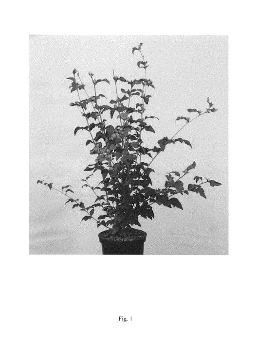 Figure 1 of US plant patent PP29683, the photograph of RWOODS5 printed in the patent.