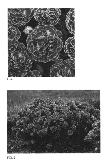 Figure 1 of US plant patent PP29684, the photograph of Cherry Vanilla printed in the patent.