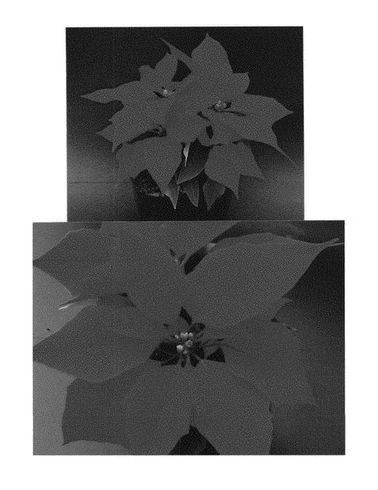 Figure 1 of US plant patent PP29685, the photograph of Bonpoiakani printed in the patent.