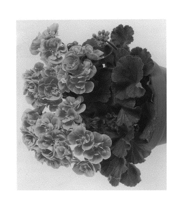 Figure 1 of US plant patent PP29687, the photograph of Pacswiros printed in the patent.
