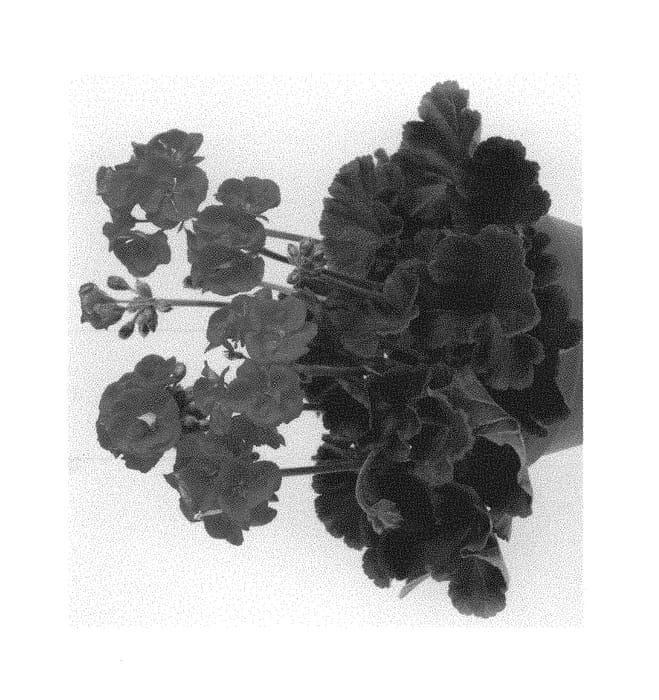 Figure 1 of US plant patent PP29688, the photograph of Pacchogi printed in the patent.