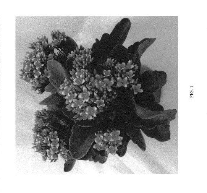 Figure 1 of US plant patent PP29689, the photograph of Aruba Sunrise printed in the patent.