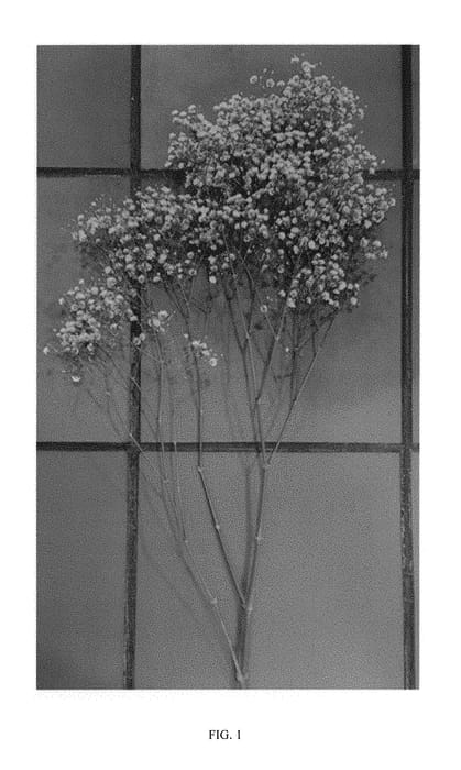 Figure 1 of US plant patent PP29690, the photograph of DGYPXLMU printed in the patent.