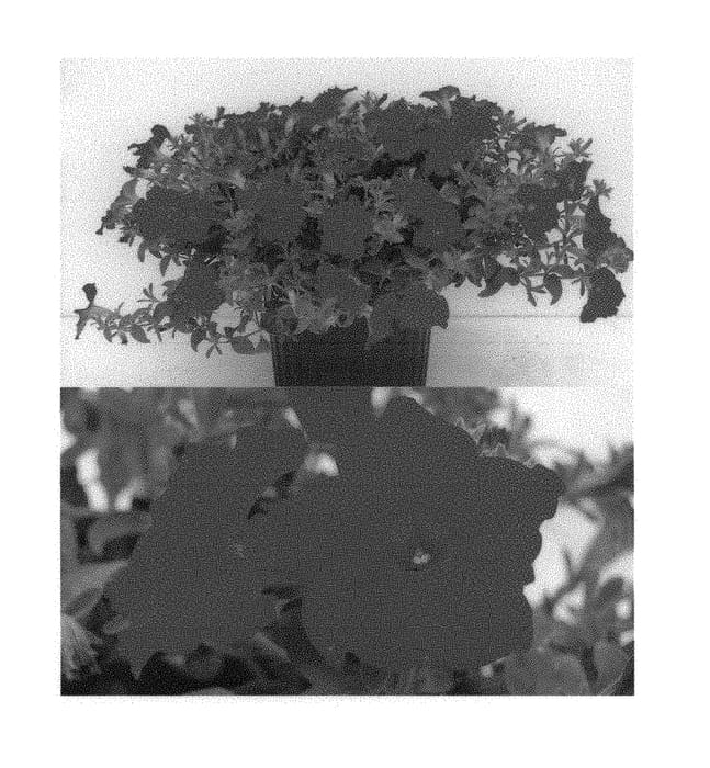 Figure 1 of US plant patent PP29691, the photograph of Surf Gorehana printed in the patent.