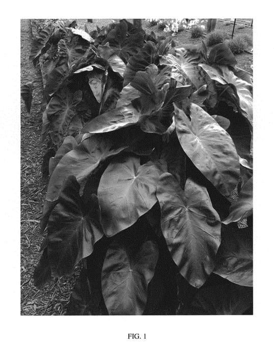 Figure 1 of US plant patent PP29692, the photograph of Aloha printed in the patent.