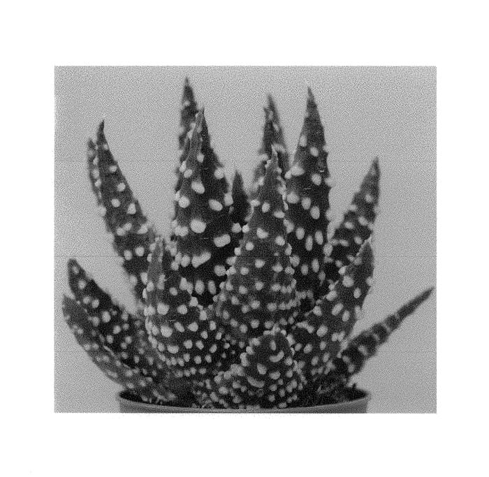 Figure 1 of US plant patent PP29693, the photograph of SI HAW 7026 printed in the patent.