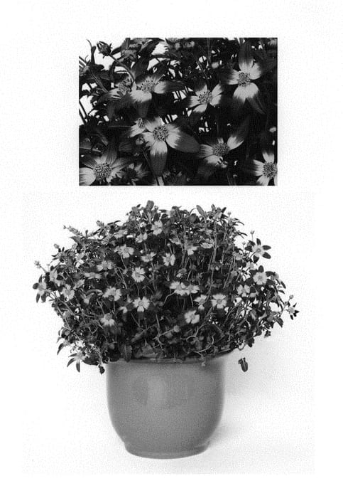 Figure 1 of US plant patent PP29694, the photograph of Koibid1510 printed in the patent.