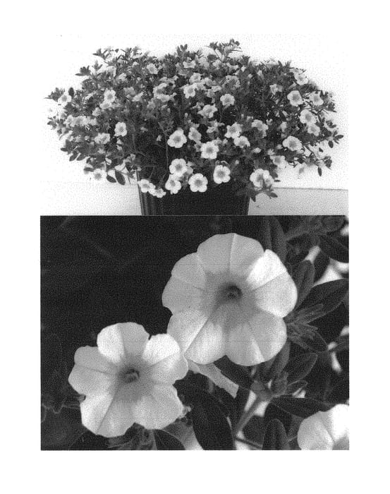 Figure 1 of US plant patent PP29695, the photograph of Suncal 1871 printed in the patent.