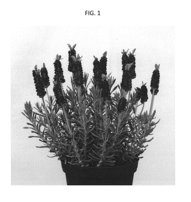 Figure 1 of US plant patent PP29696, the photograph of RUYLAS1704 printed in the patent.