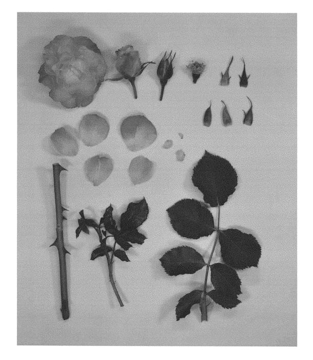 Figure 1 of US plant patent PP29698, the photograph of KORtuberlou printed in the patent.