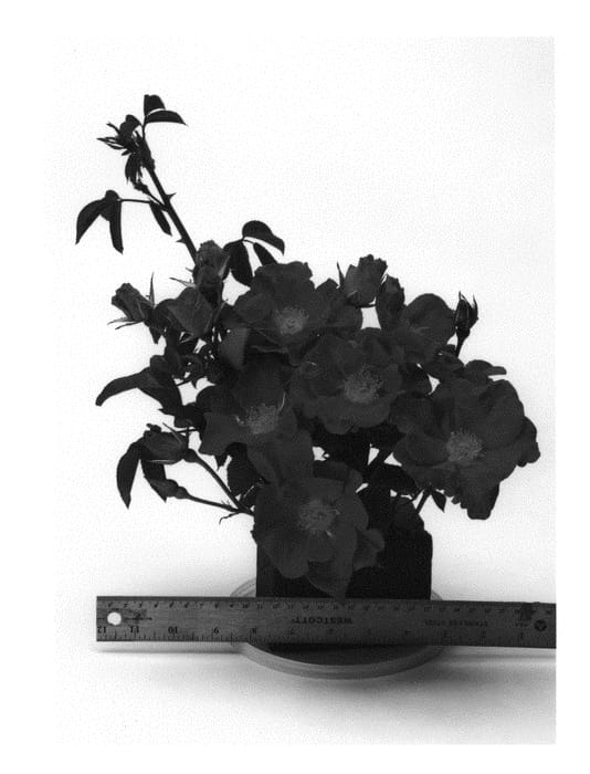 Figure 1 of US plant patent PP29699, the photograph of WEKmoridahor printed in the patent.