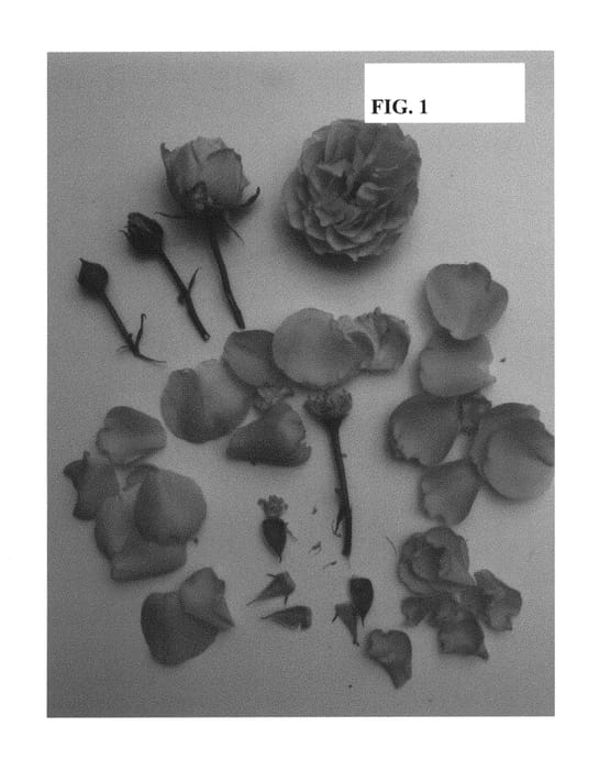 Figure 1 of US plant patent PP29700, the photograph of Poulpah084 printed in the patent.