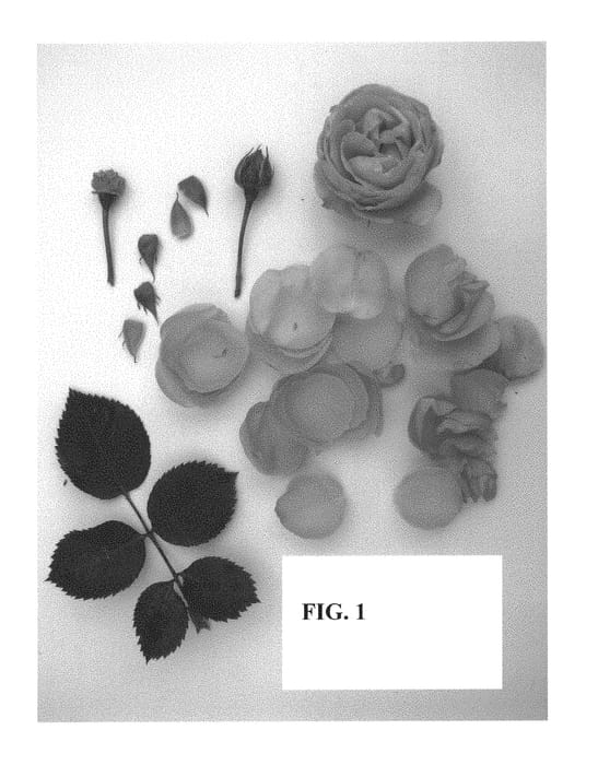 Figure 1 of US plant patent PP29701, the photograph of Poulpah086 printed in the patent.
