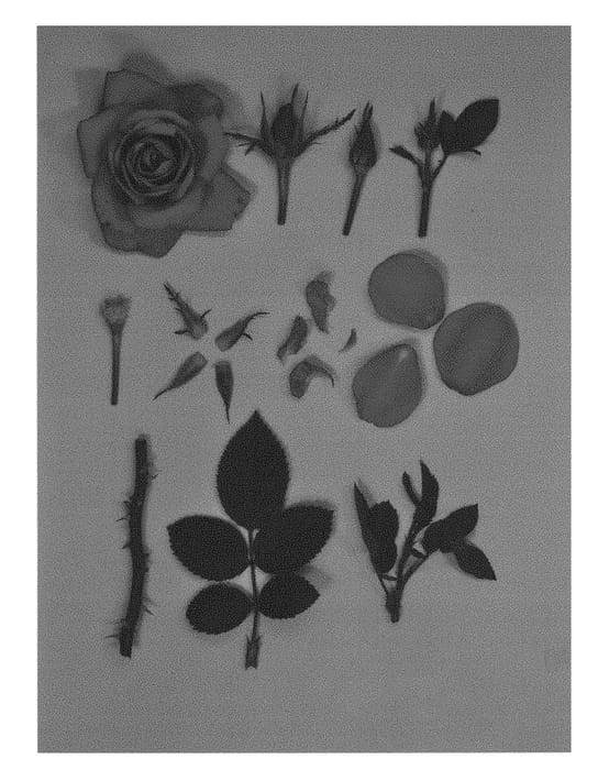 Figure 1 of US plant patent PP29702, the photograph of KORpot066 printed in the patent.