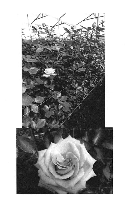 Figure 1 of US plant patent PP29703, the photograph of FLORI 0102 printed in the patent.