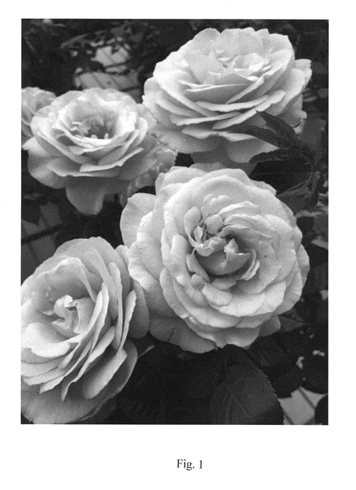 Figure 1 of US plant patent PP29704, the photograph of RNF Purple 01 printed in the patent.