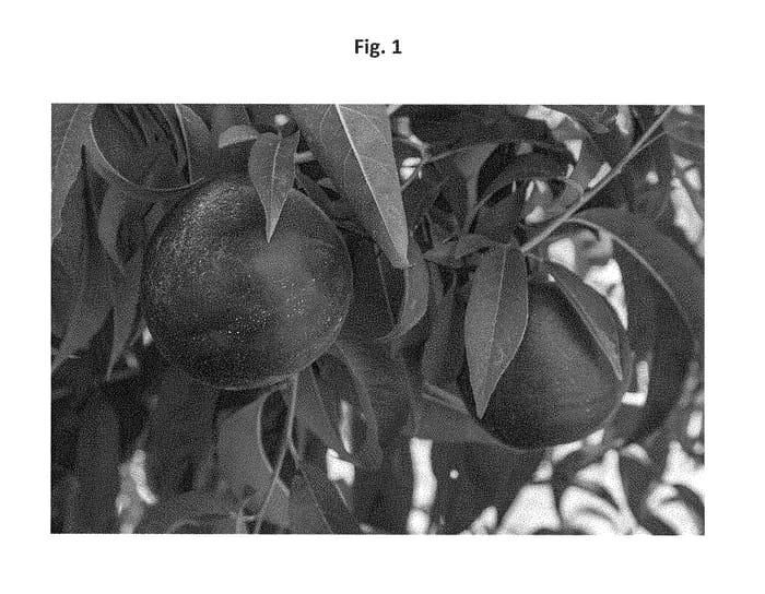 Figure 1 of US plant patent PP29705, the photograph of Andes Nec-4 printed in the patent.