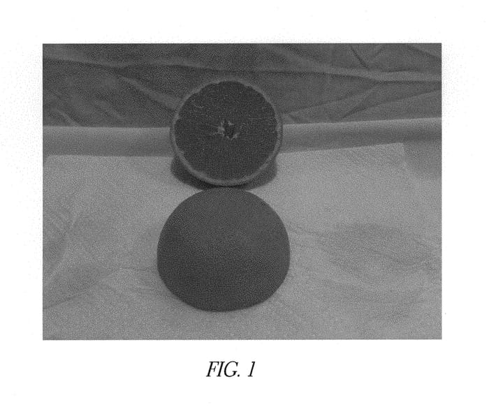 Figure 1 of US plant patent PP29706, the photograph of Lange Rosy Red Valencia printed in the patent.