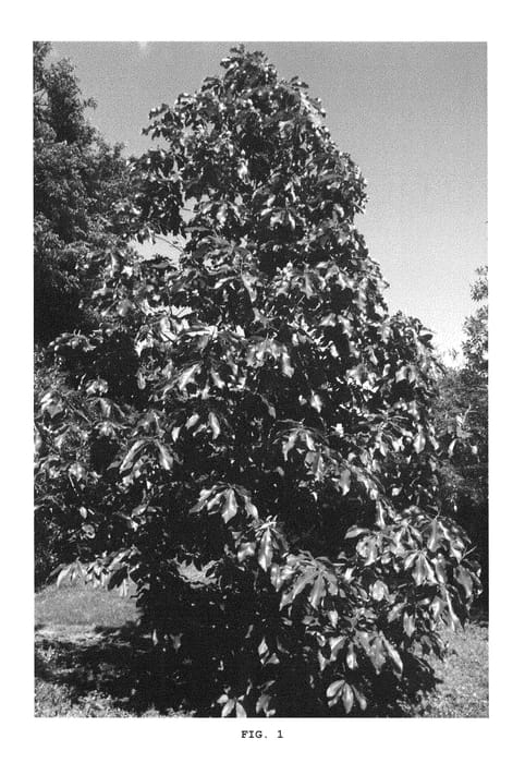 Figure 1 of US plant patent PP29707, the photograph of Melissa Parris printed in the patent.