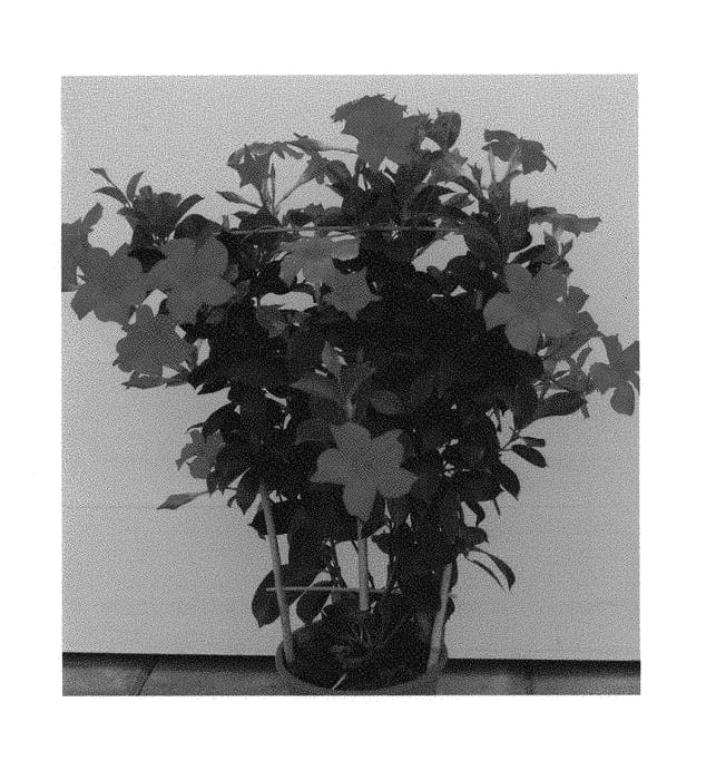 Figure 1 of US plant patent PP29708, the photograph of MAN217901 printed in the patent.