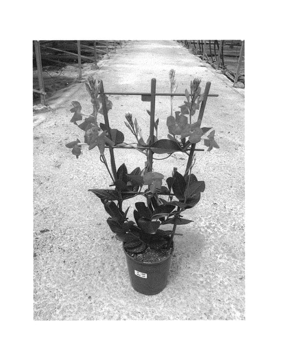 Figure 1 of US plant patent PP29709, the photograph of Lanoklahoma printed in the patent.