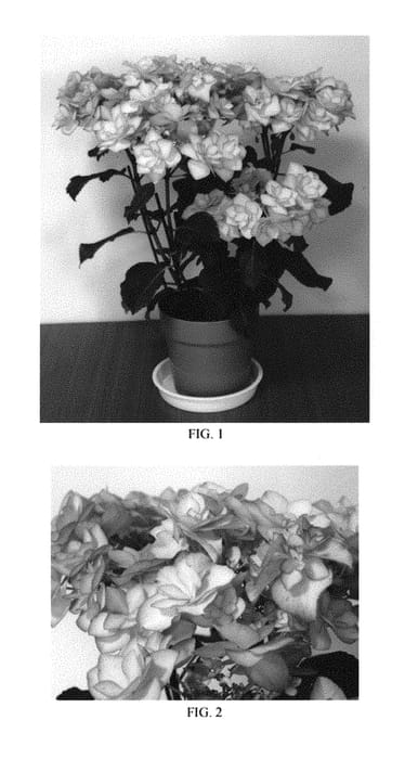 Figure 1 of US plant patent PP29710, the photograph of Pinky Ring printed in the patent.
