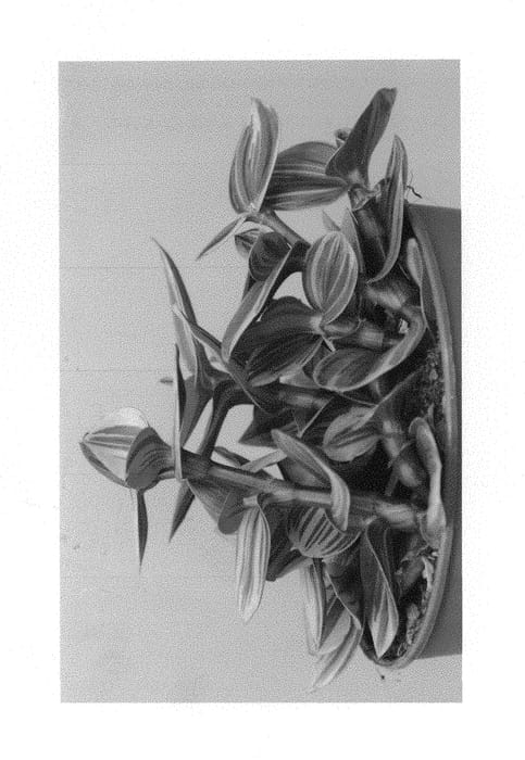 Figure 1 of US plant patent PP29711, the photograph of Nanouk printed in the patent.